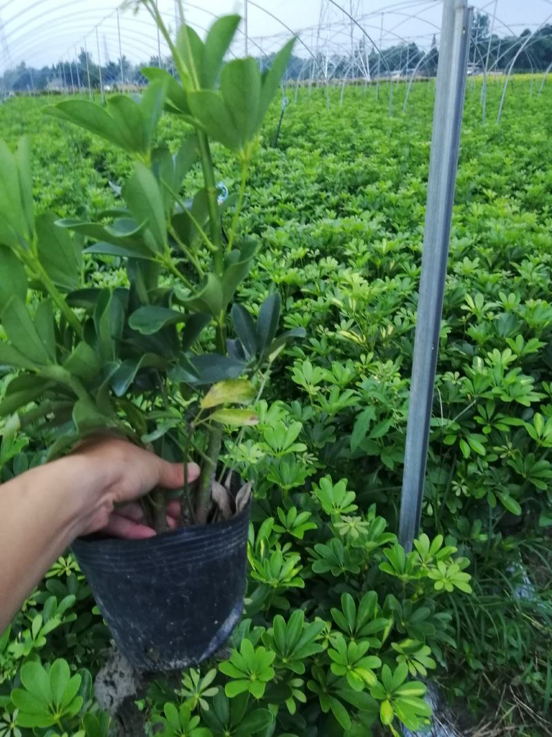 鸭脚木基地小苗，鸭脚木大杯批发，鸭脚木小杯基地小苗鹅掌柴