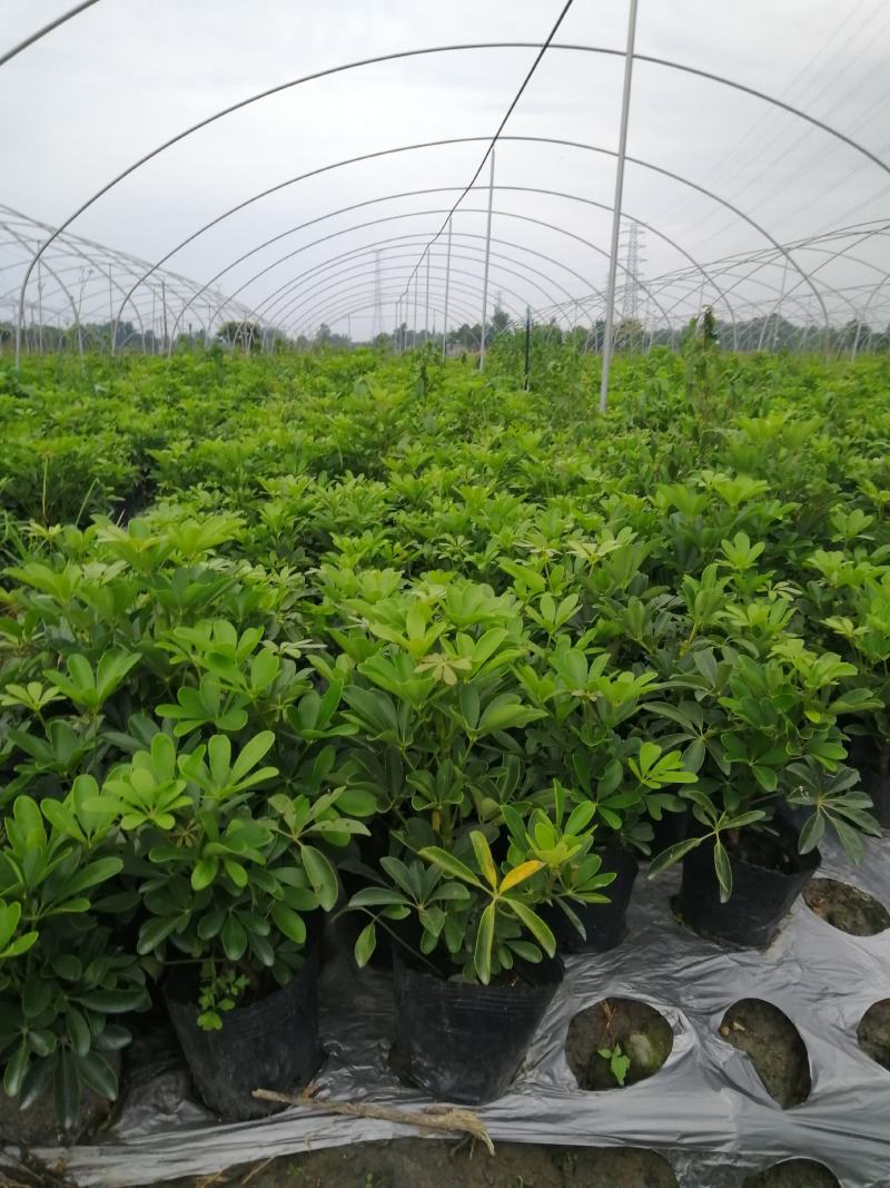 鸭脚木基地小苗，鸭脚木大杯批发，鸭脚木小杯基地小苗鹅掌柴
