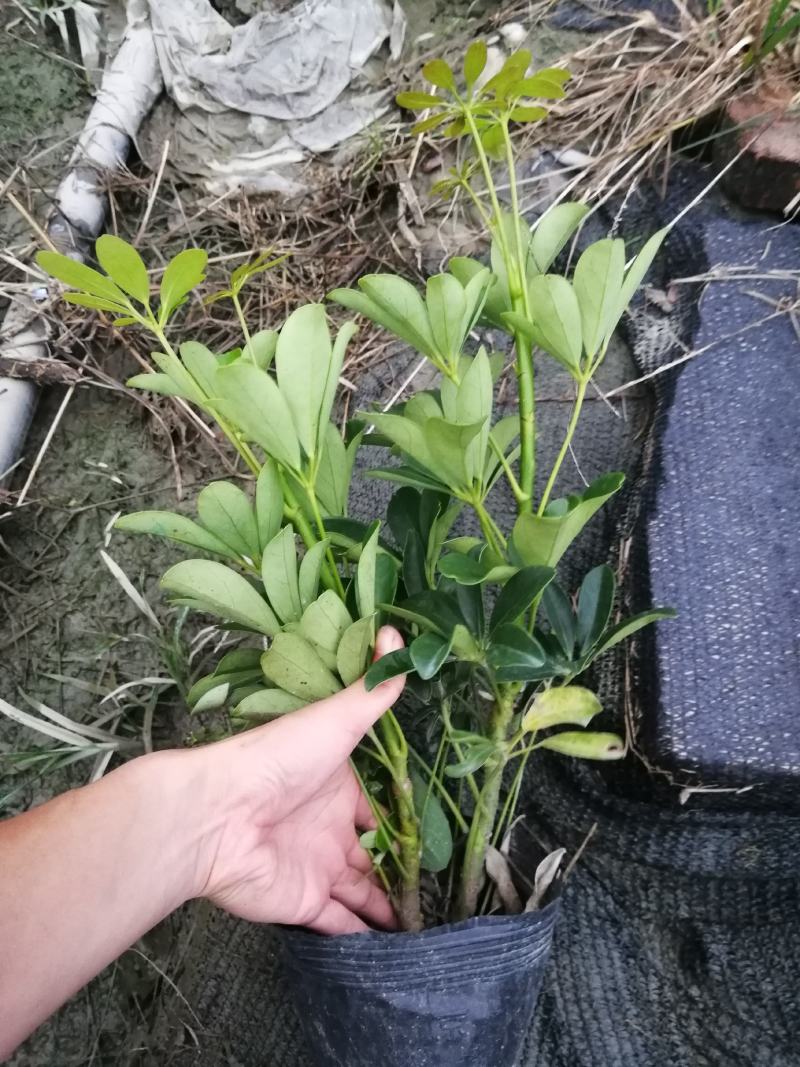 鸭脚木基地小苗，鸭脚木大杯批发，鸭脚木小杯基地小苗鹅掌柴
