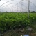 鸭脚木基地小苗，鸭脚木大杯批发，鸭脚木小杯基地小苗鹅掌柴