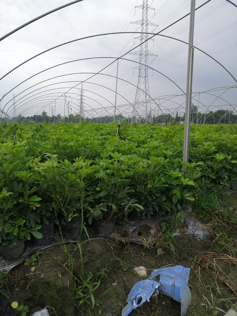 鸭脚木基地小苗，鸭脚木大杯批发，鸭脚木小杯基地小苗鹅掌柴