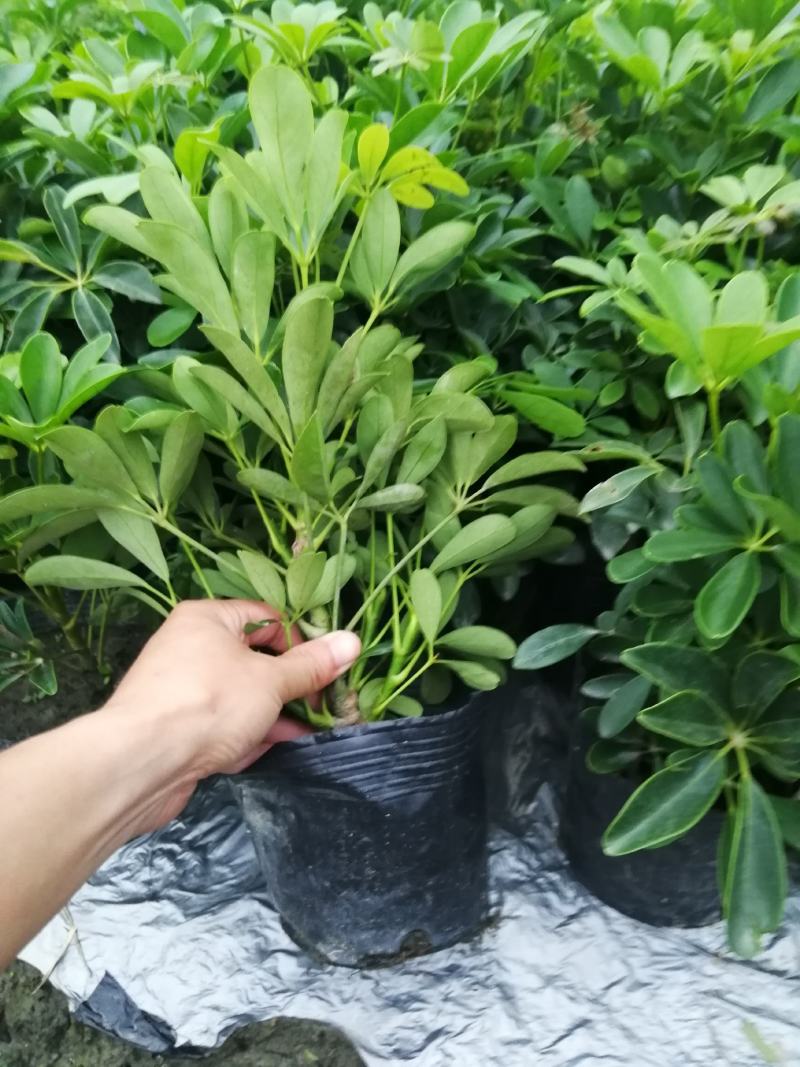 鸭脚木基地小苗，鸭脚木大杯批发，鸭脚木小杯基地小苗鹅掌柴