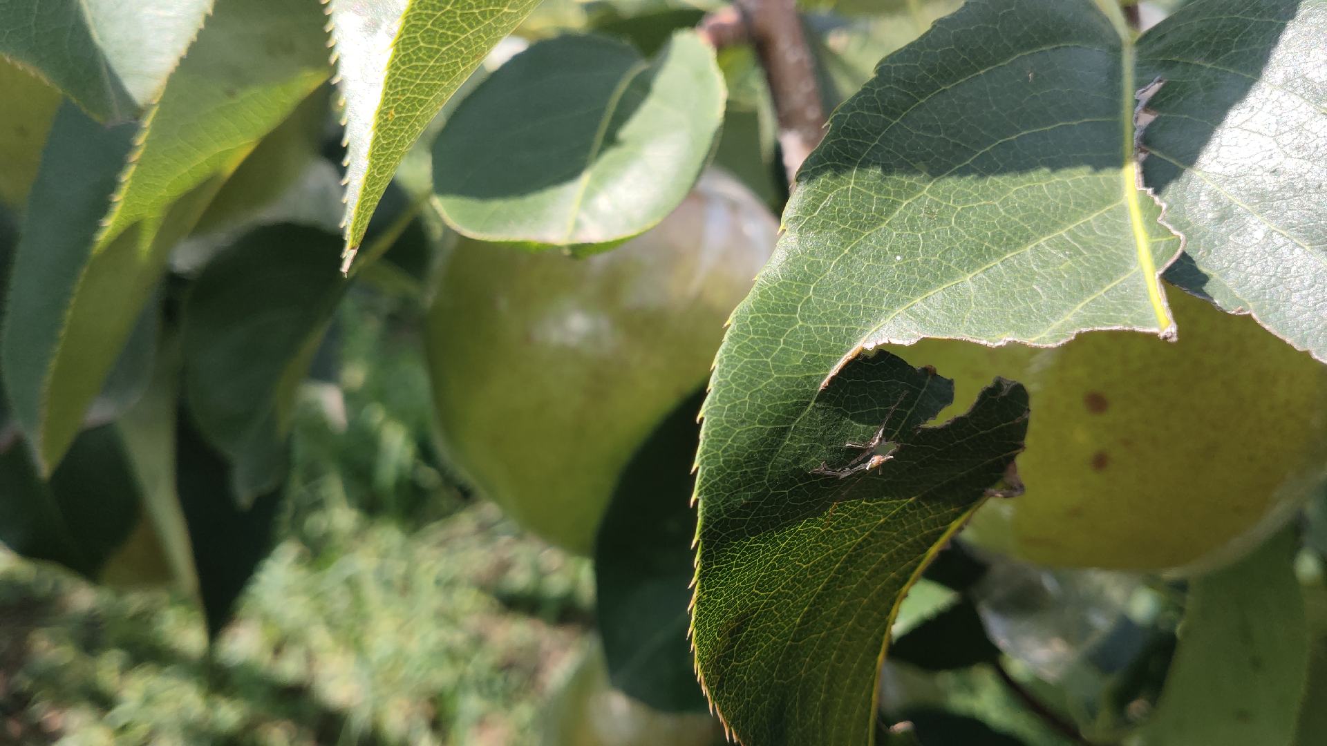 玉露香梨果实在阳光下展示，果皮光滑，果肉洁白多汁