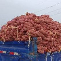精品龙薯九号红薯，旱地红薯，山西红薯，大量上市