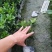 四川海桐小杯基地，批发25-30高海桐小杯苗