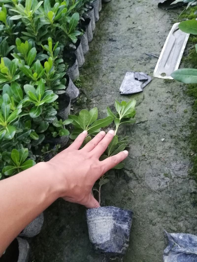 四川海桐小杯基地，批发25-30高海桐小杯苗