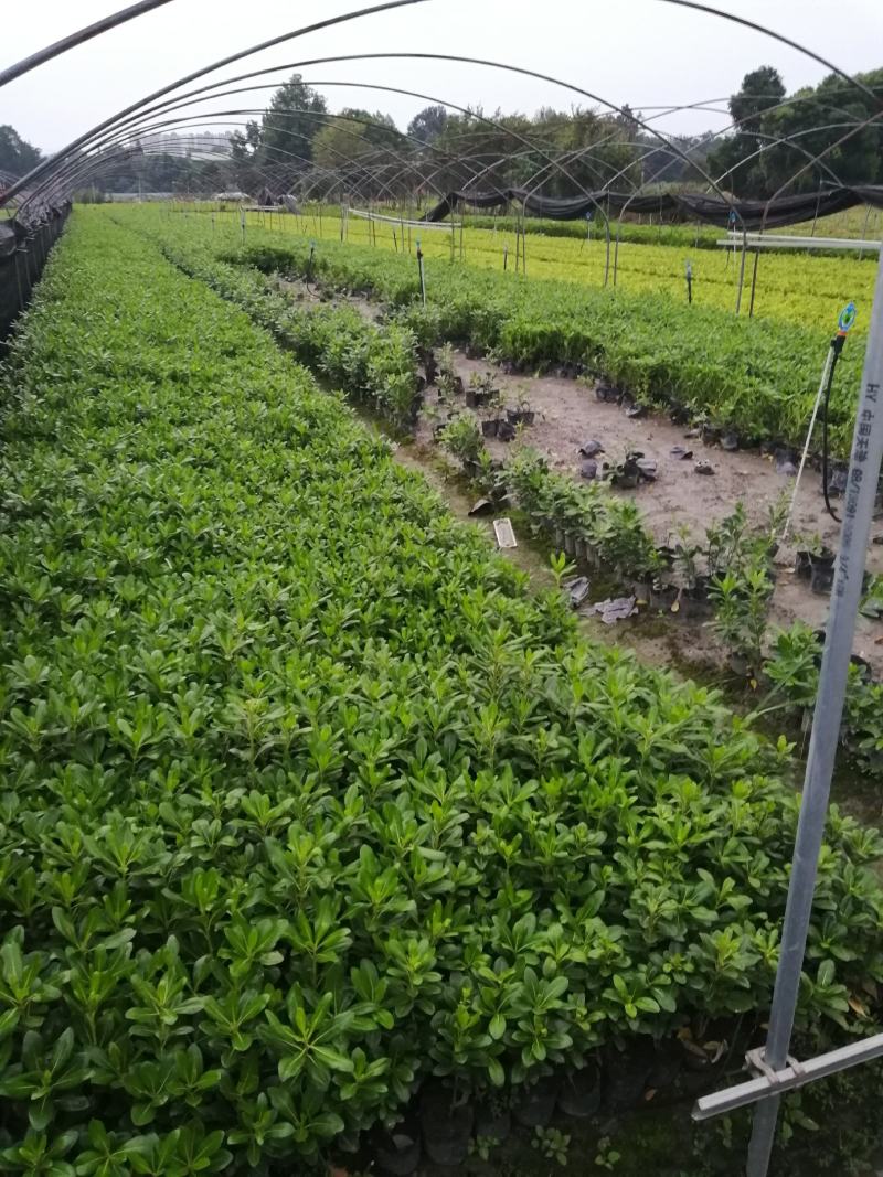 四川海桐小杯基地，批发25-30高海桐小杯苗