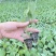 【菜花苗】优质松花菜苗苗圃直发提供技术可视频看货