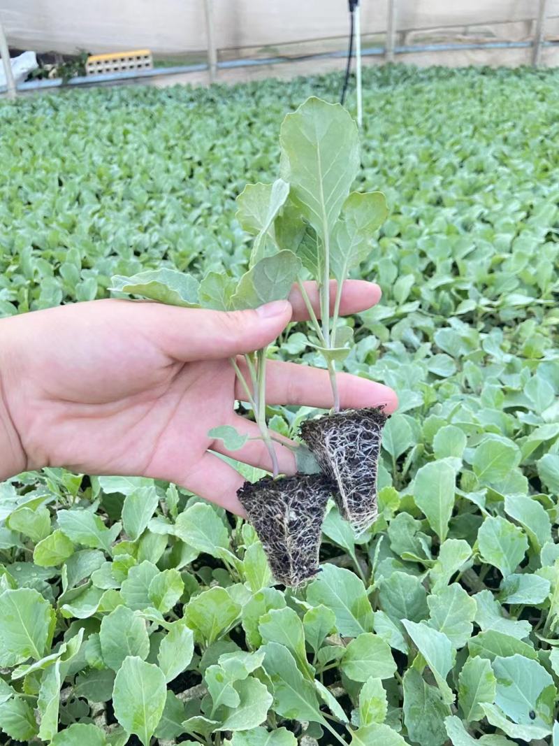 【菜花苗】优质松花菜苗苗圃直发提供技术可视频看货