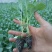 【菜花苗】优质松花菜苗苗圃直发提供技术可视频看货