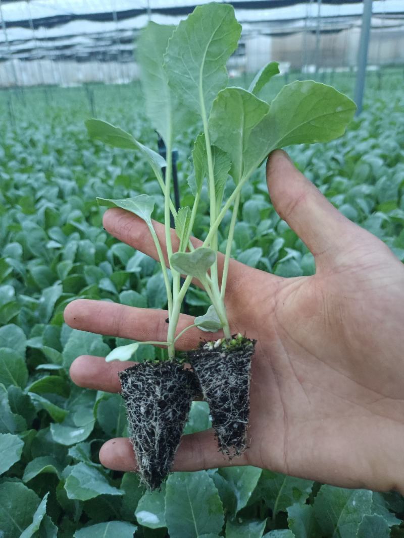 【菜花苗】优质松花菜苗苗圃直发提供技术可视频看货
