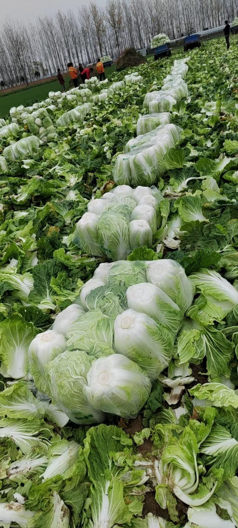 夏邑县青杂三号白菜供应泡菜厂、酸菜厂、市场、超市。