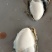 福建生蚝，三倍体一口蚝，到手鲜活，坏了包赔
