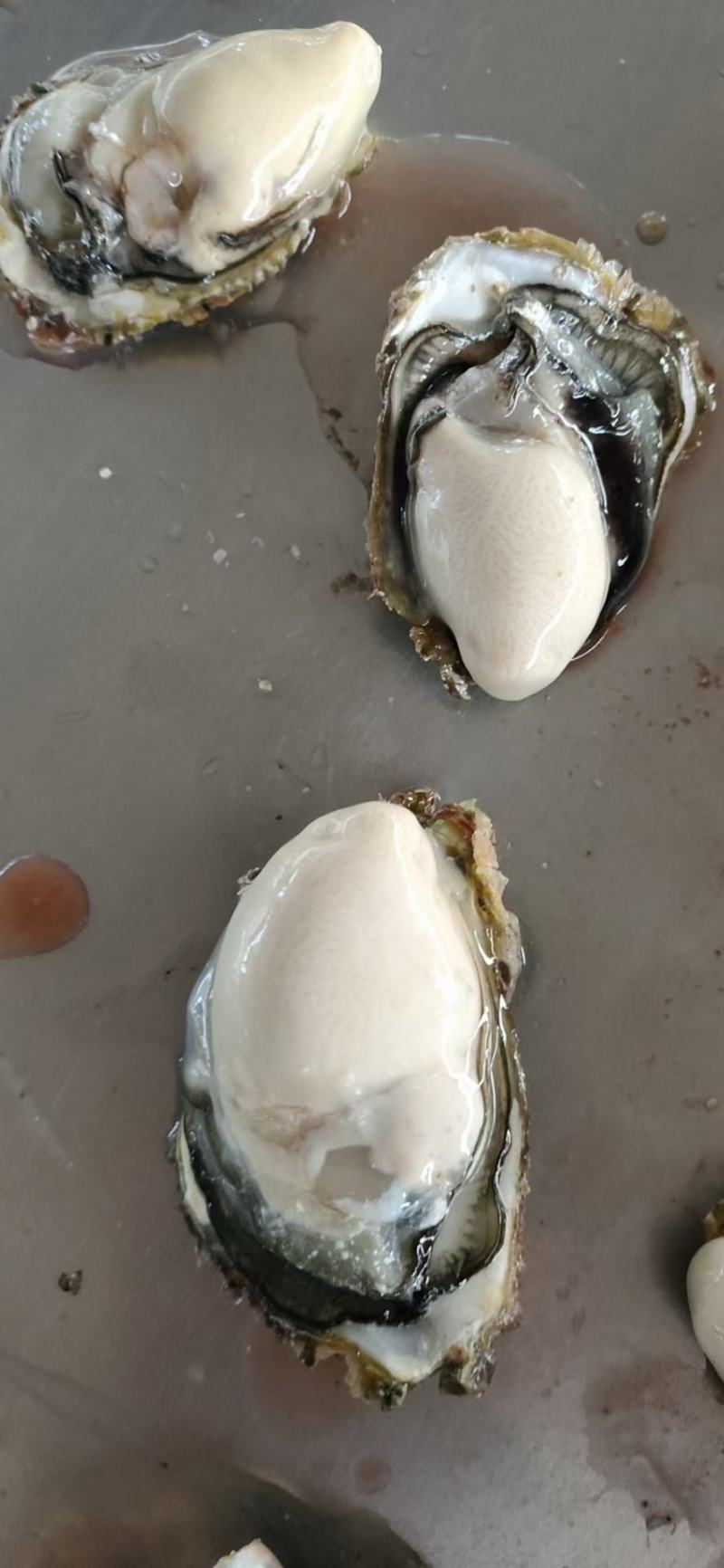 福建生蚝，三倍体一口蚝，到手鲜活，坏了包赔