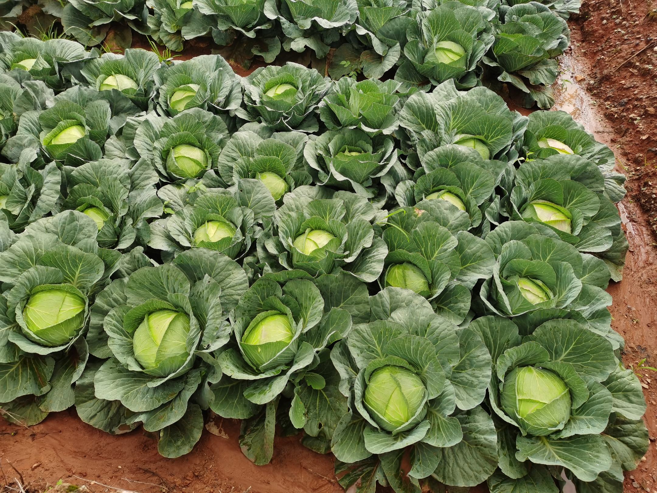 结球甘蓝田间种植场景