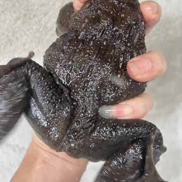 石蛙棘胸蛙鲜活