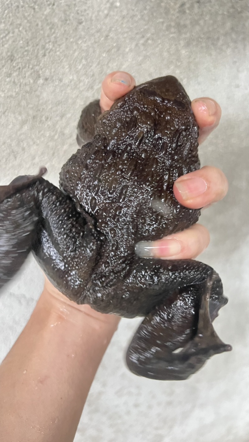 石蛙棘胸蛙鲜活