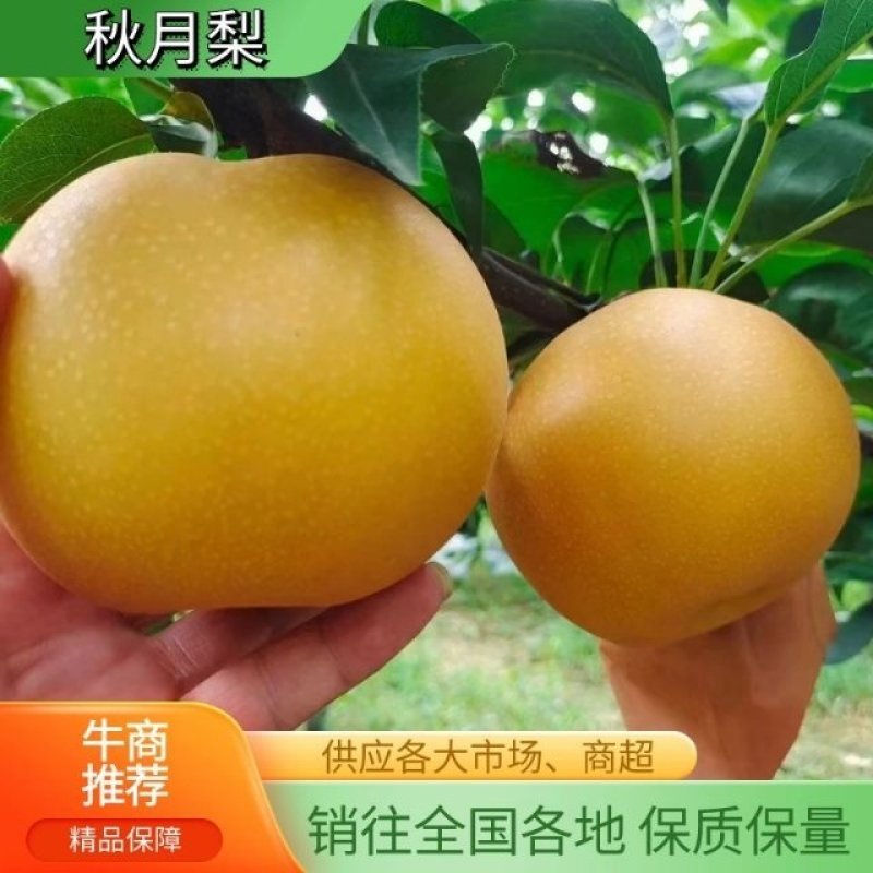 正宗秋月梨，大量现货降价了处理了，货源充足