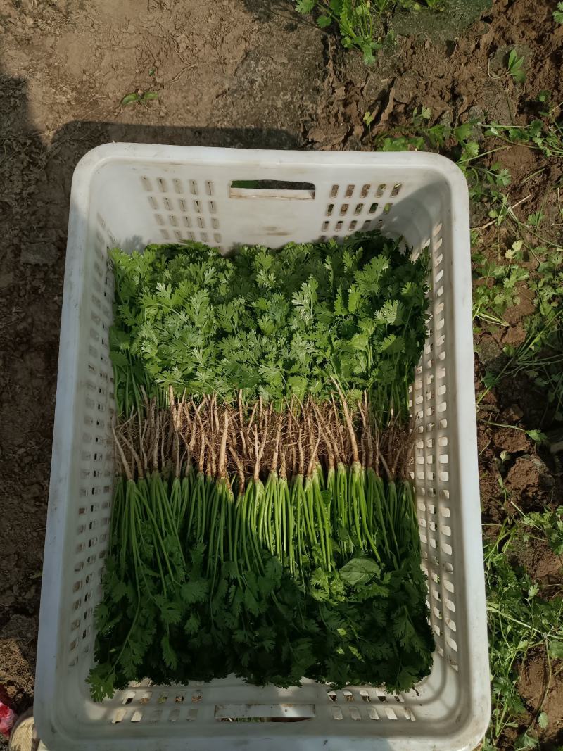 精品香菜