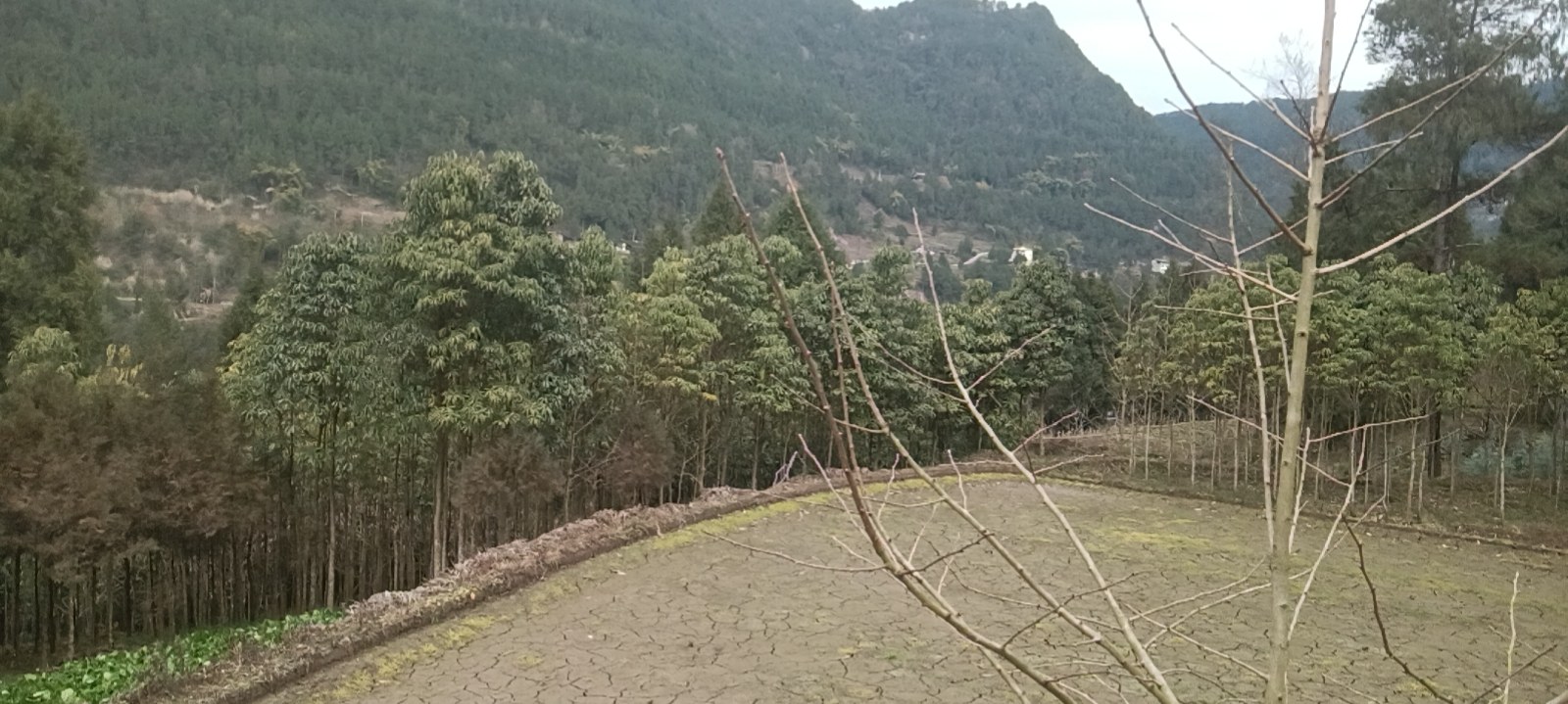 蜂蜜与蜂巢场景图