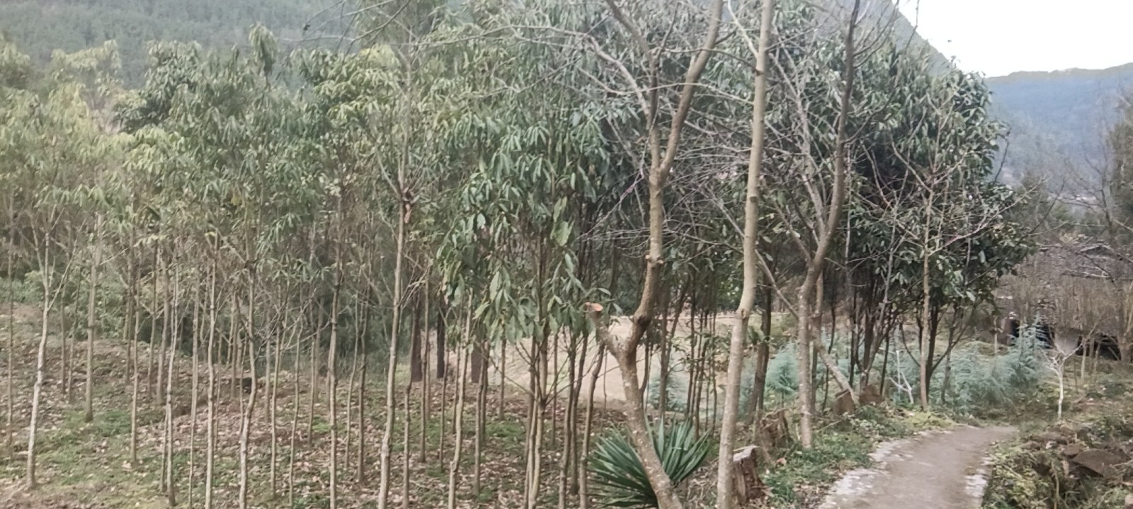 云南怒江傈僳族自治州福贡县石月亮乡,傈僳族老蜂农身系藤蔓绳索,悬于80度陡峭石灰岩壁,手持竹刀小心割取中华蜜蜂野生蜂巢。蜂巢附着于岩缝深处,呈深褐色不规则块状,表面覆盖蜂蜡与少量新鲜花粉。老人头戴自制藤编防护帽,身旁竹篓中已盛放3块完整野蜂巢,背景可见云海与原始阔叶林。全程无金属工具、无烟熏驱蜂,体现千年共生采集智慧 云南怒江州傈僳族养蜂人手工割取悬崖野蜂蜜传统场景
