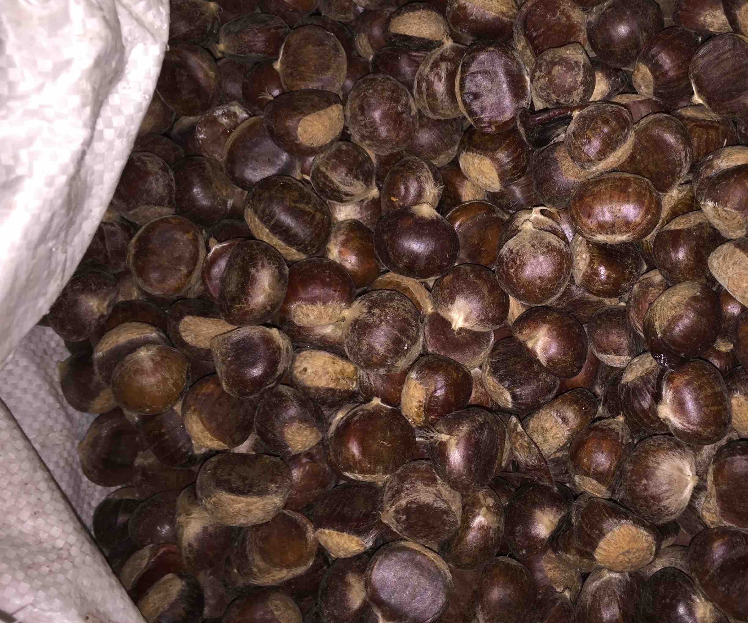 新鲜带壳栗子特写,展示其自然棕色外壳与光泽 栗子特写