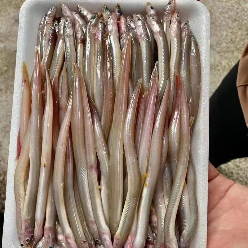 鳗鱼海鳗鱼海鲜水产批发酒店专用鳗鱼