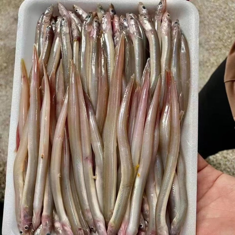 鳗鱼海鳗鱼海鲜水产批发酒店专用鳗鱼商用食材