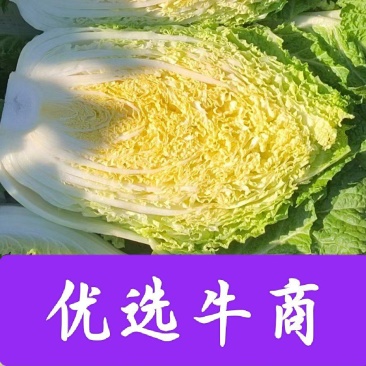 吉林黄心菜大量上市，一条龙服务。东北大白菜