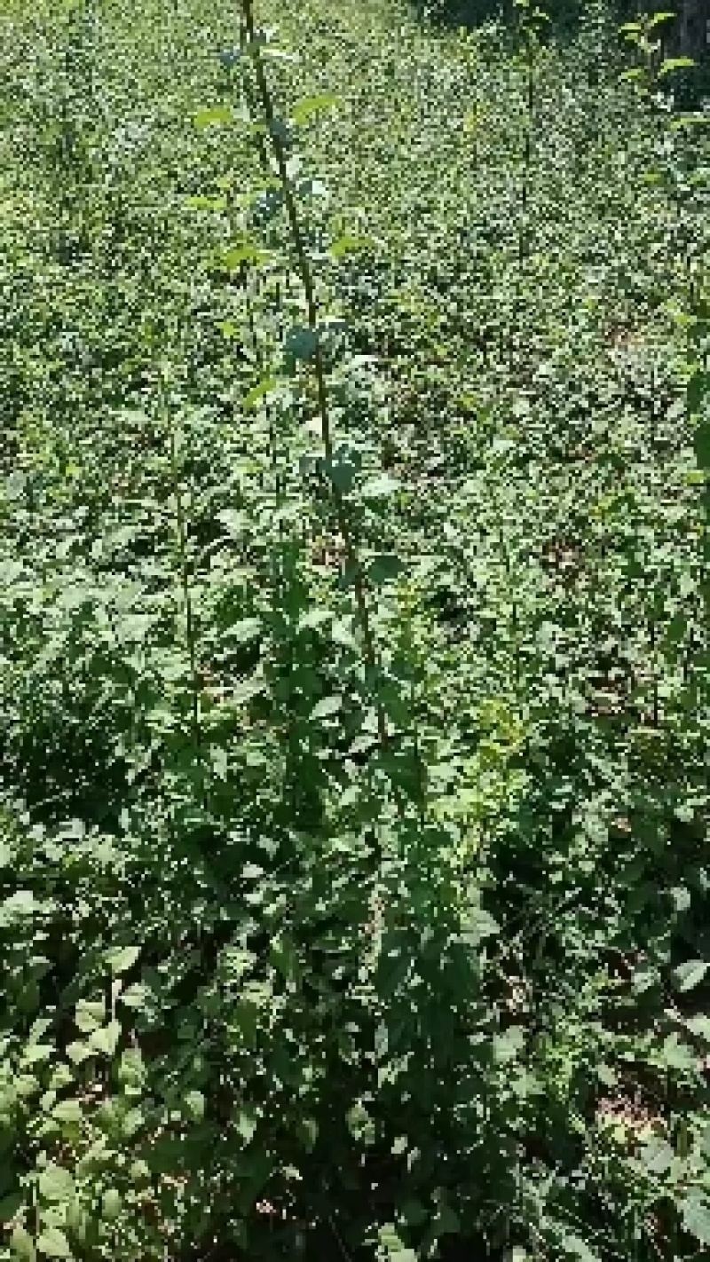 药用大果连翘苗