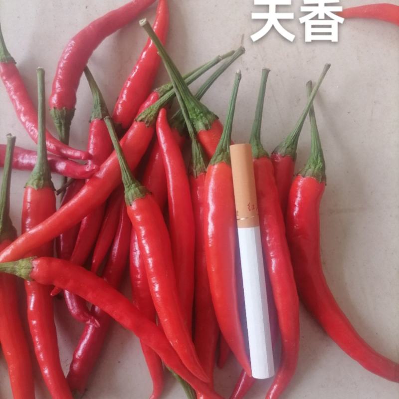 优质天香辣椒，艳红米椒，小米椒，一手货源，欢迎联系