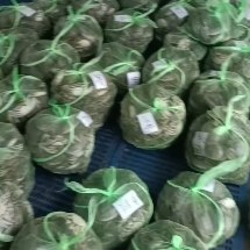 江苏大闸蟹批发