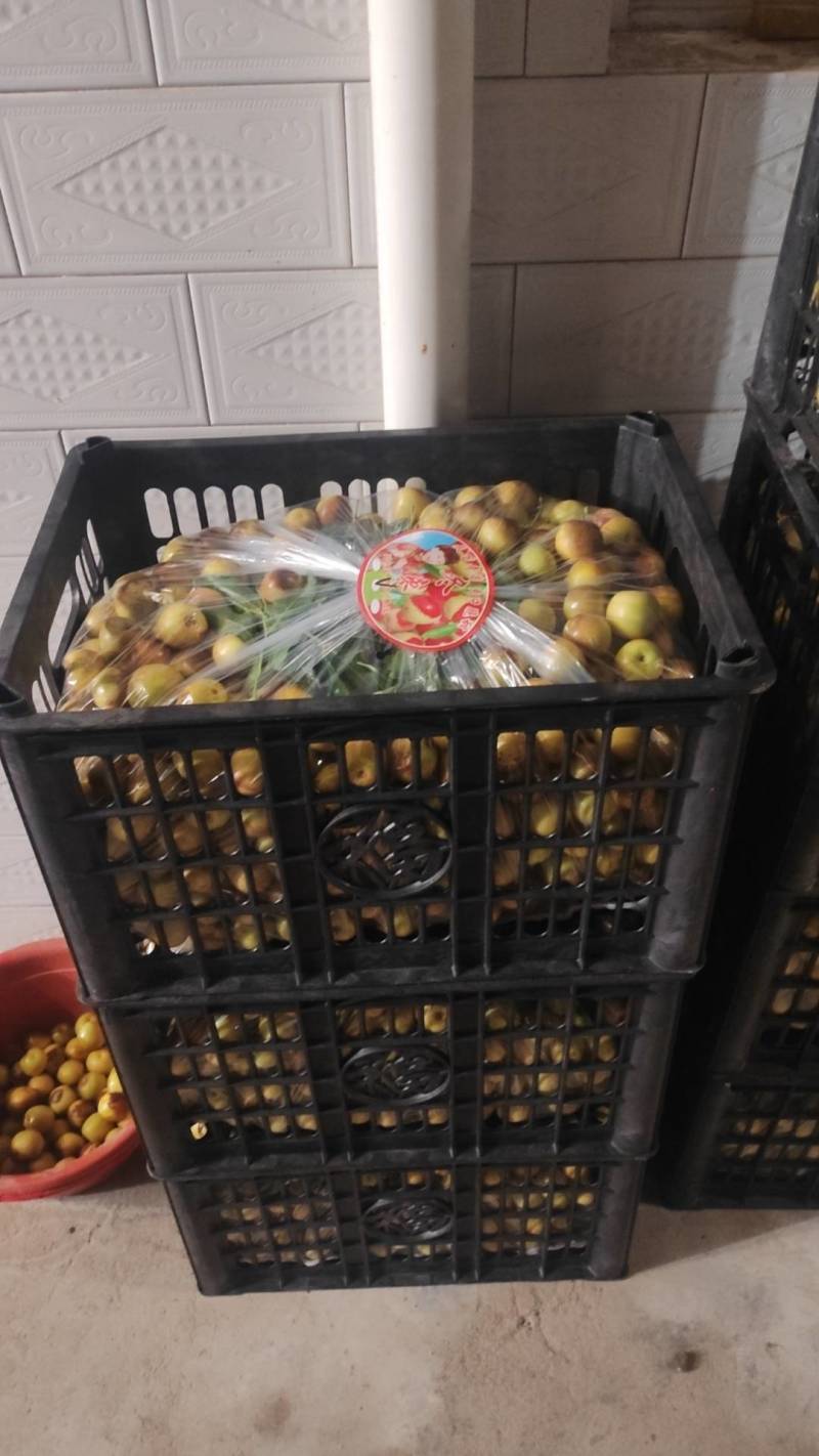 大荔冬枣大量供应中，脆甜爽口入口即化，黄白带点红。