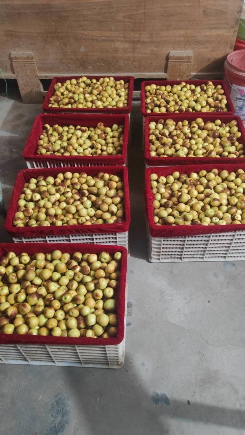 大荔冬枣大量供应中，脆甜爽口入口即化，黄白带点红。