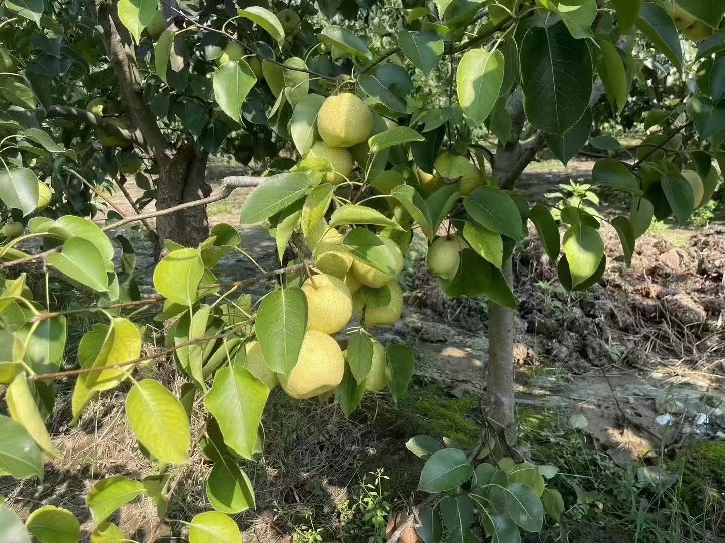 宁陵金顶谢花酥梨果园航拍图