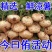 地瓜凉薯沙葛大量上市产地一手货源一条龙服务