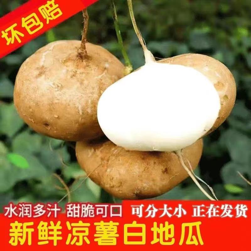 地瓜凉薯沙葛大量上市产地一手货源一条龙服务