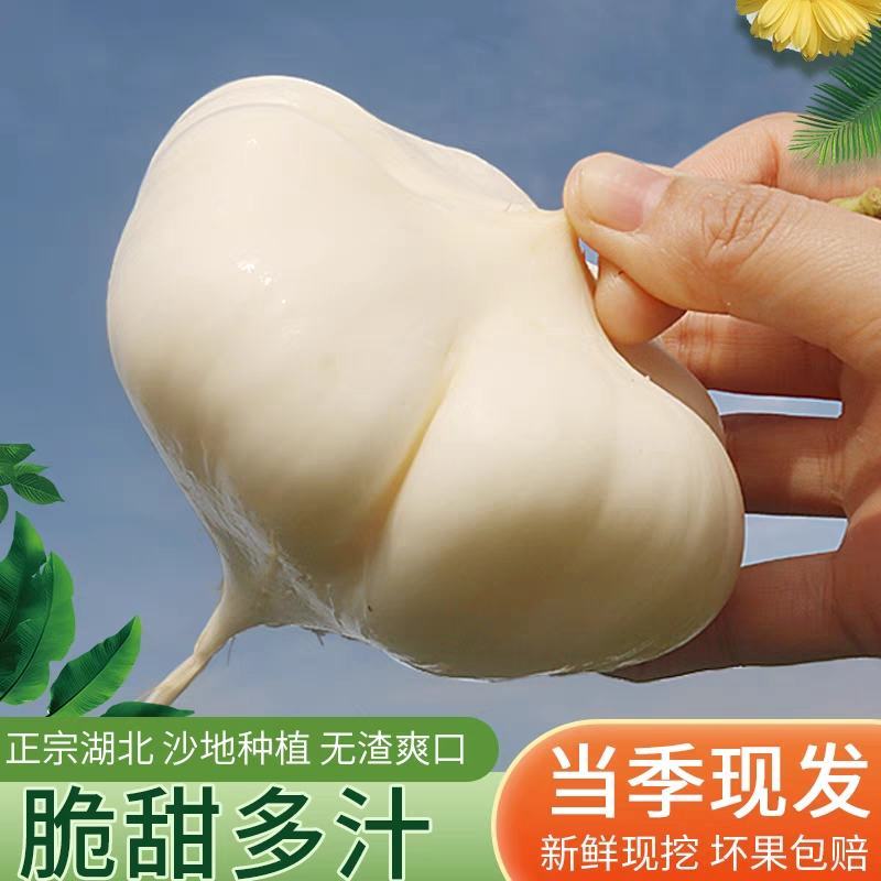 地瓜凉薯沙葛大量上市产地一手货源一条龙服务
