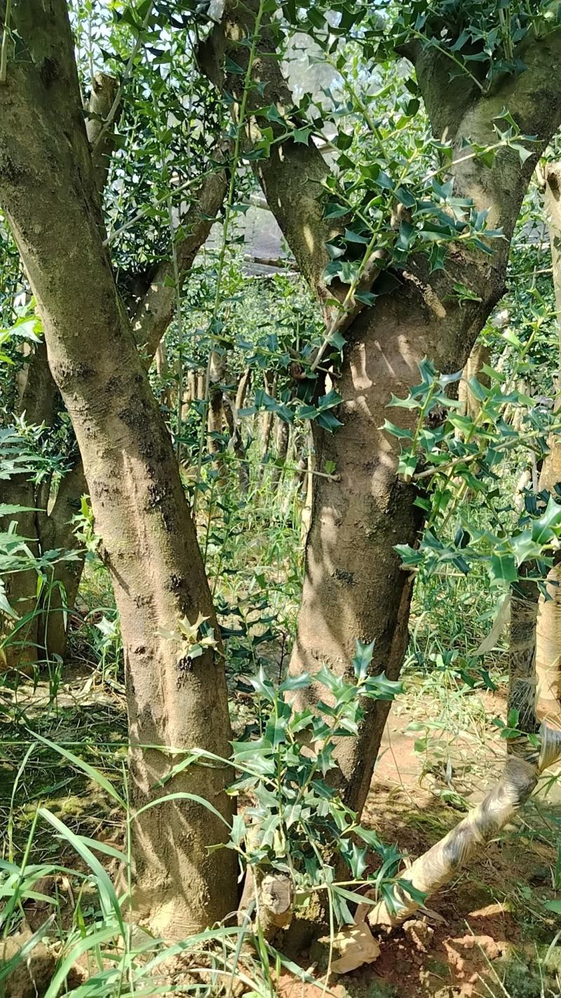 占地树
