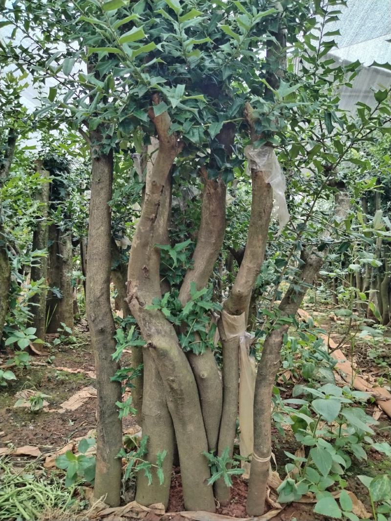 占地树