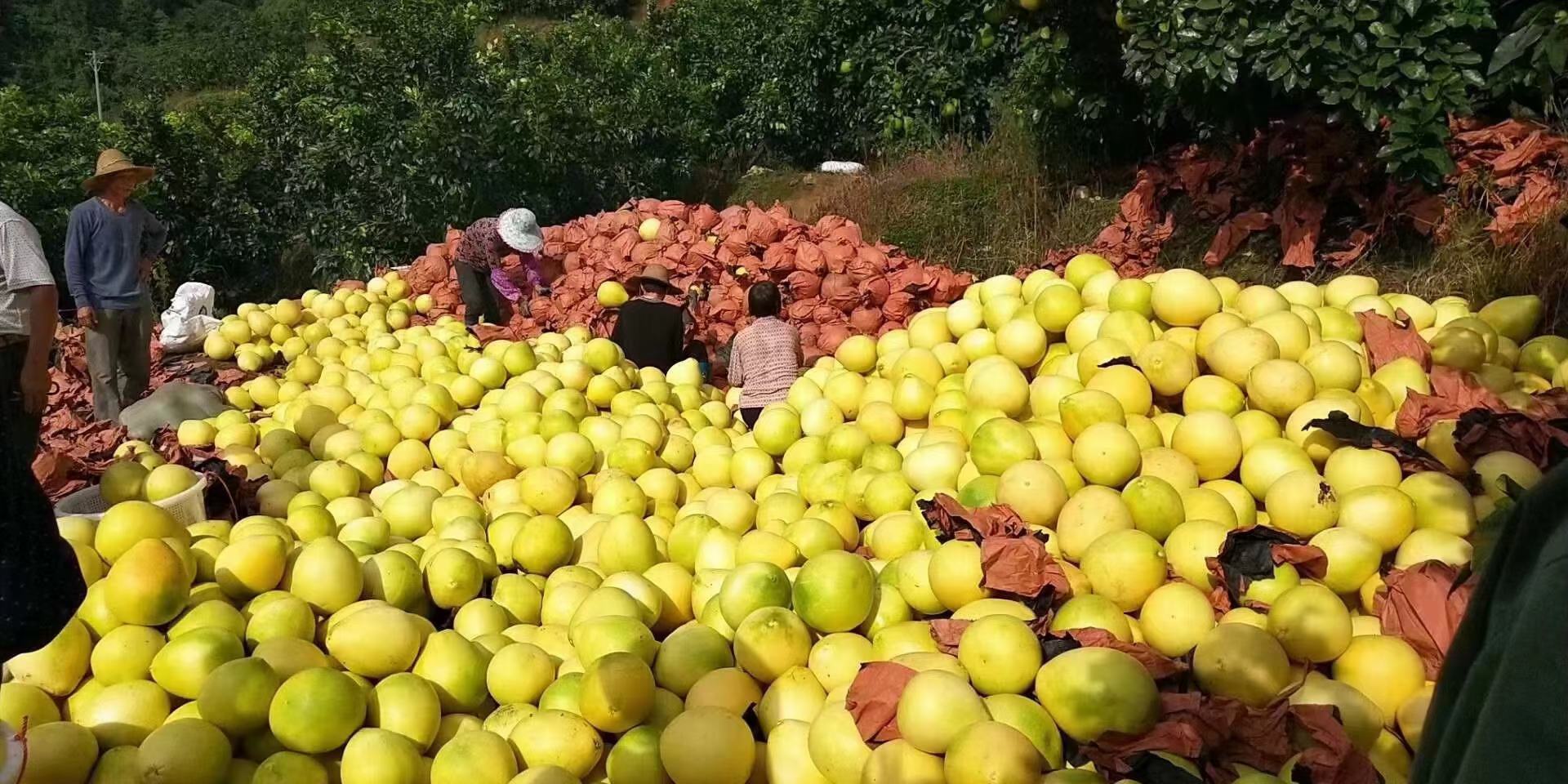柚红三红柚果园实景,阳光下的果树整齐排列,果实挂满枝头,农民正在采摘,适合用于展示种植环境与丰收场景 柚红三红柚果园种植场景