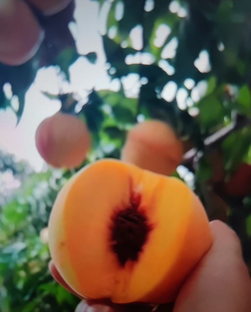 自家千亩黄桃，欢迎各地老板前来批量采购