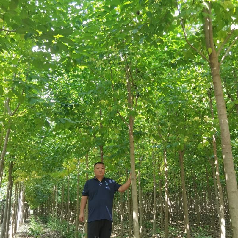 杜仲苗（自家优质杜仲苗圃基地，米经4一一8公分杆直冠好）