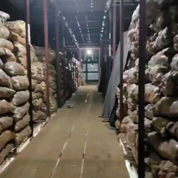土豆种子基地收获中，入库二次脱毒，品种多，保证质量，预订