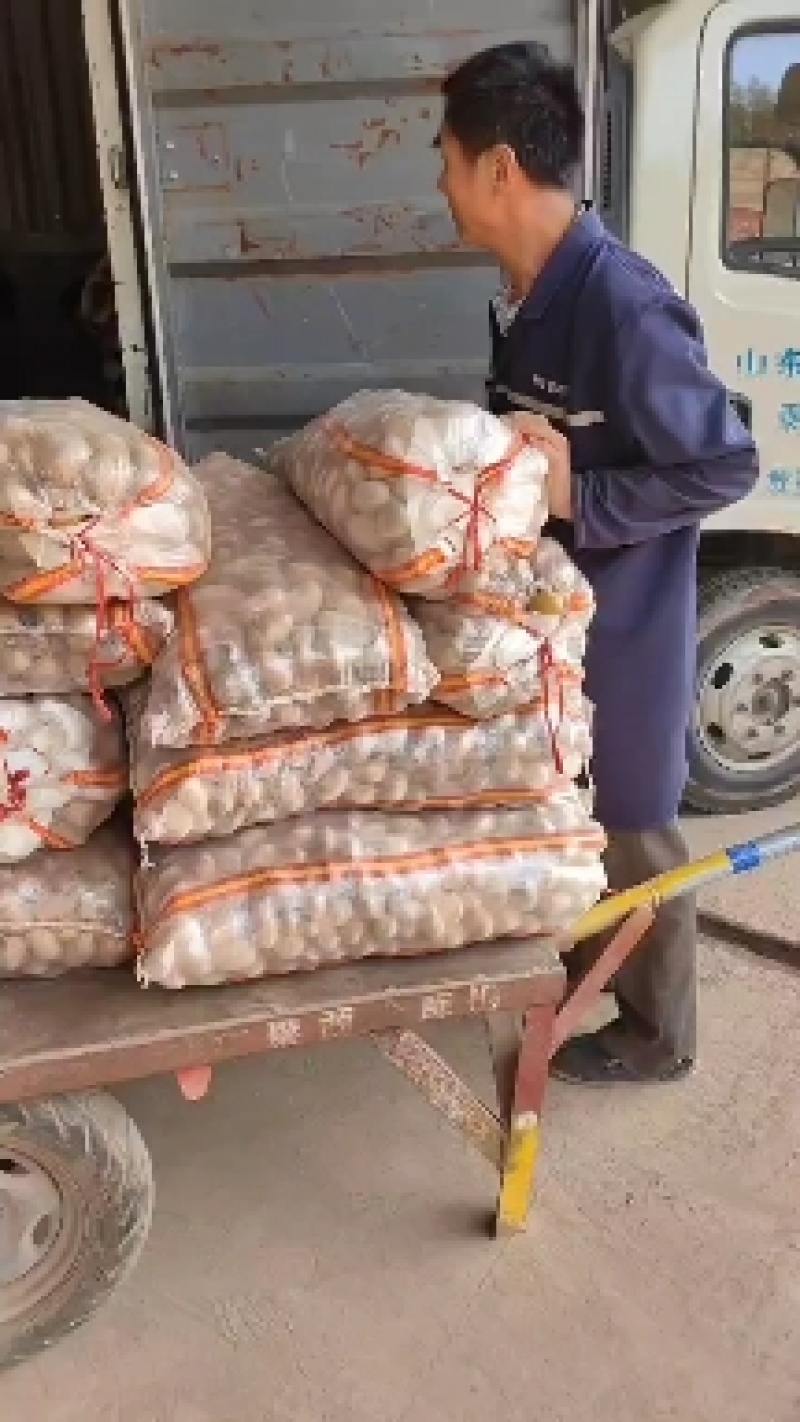 土豆种子基地收获中，入库二次脱毒，品种多，保证质量，预订