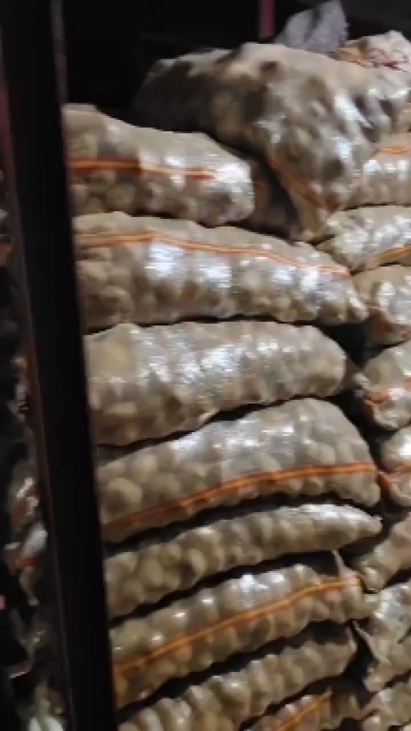 土豆种子基地收获中，入库二次脱毒，品种多，保证质量，预订