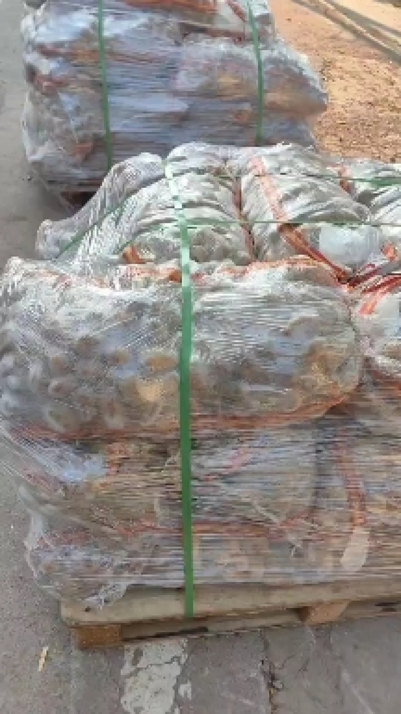 土豆种子基地收获中，入库二次脱毒，品种多，保证质量，预订