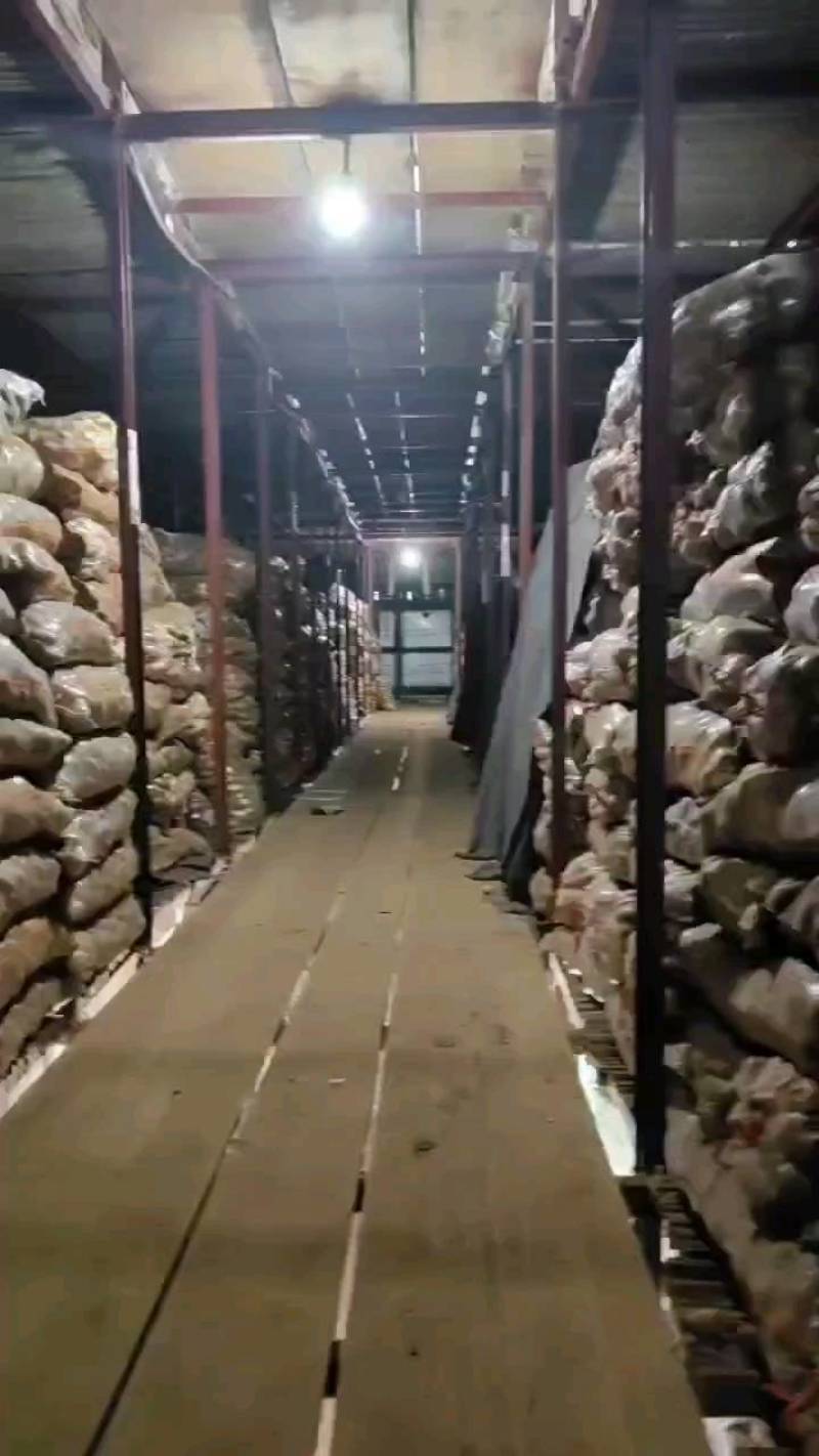 土豆种子基地收获中，入库二次脱毒，品种多，保证质量，预订
