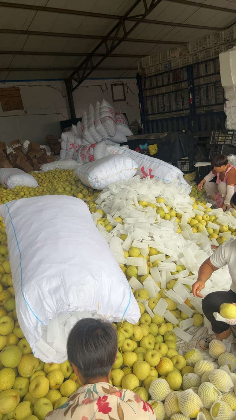 安徽砀山酥梨大量现货、皮薄汁多，大量上市中、产地代发、