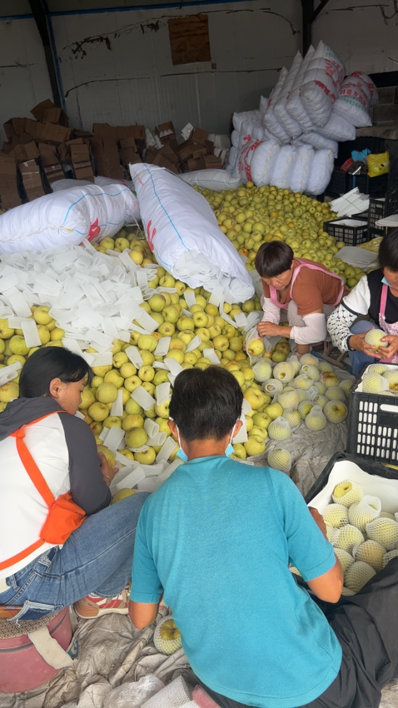 安徽砀山酥梨大量现货、皮薄汁多，大量上市中、产地代发、